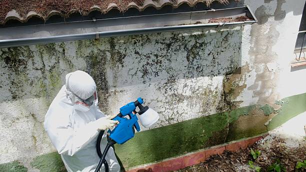 Top rated local Attic Mold Remediation specialists in Bremerton, WA